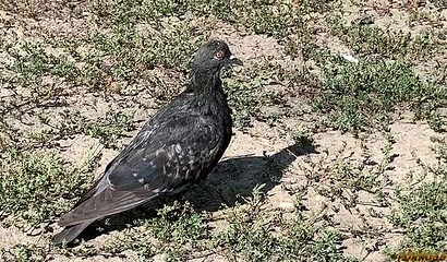 Sexy Russian babe giving stranger incredible head in the forest