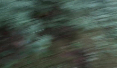 Horny brunette knees down and gives a BJ in the woods