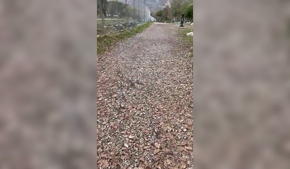 Maevaa Sinaloa enjoys oral creampie outdoors