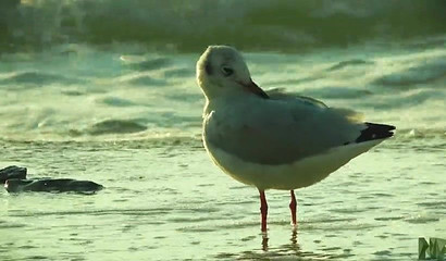 Horny girlfriend gives me handjob and blowjob on the beach