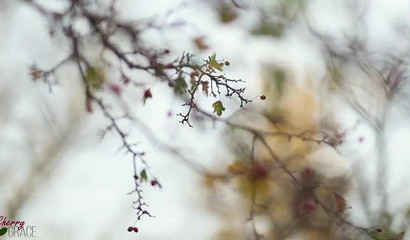 Naughty girlfriend gives blowjob and takes missionary fuck outdoors