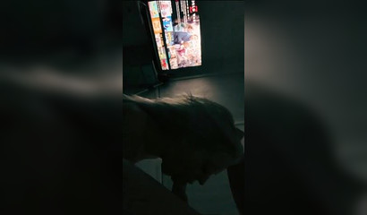 Girlfriend Sucks Boyfriend's Juicy Cock