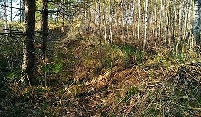 Caught Giving Blowjob in the Forest